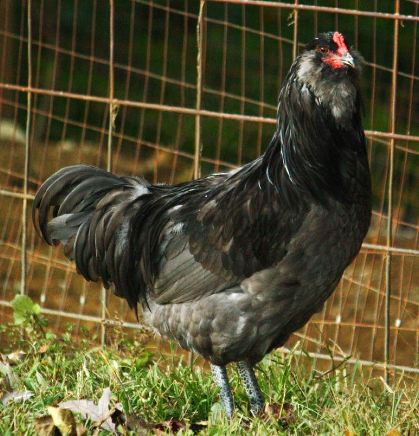 Blue Ameraucana cock with muff and beard