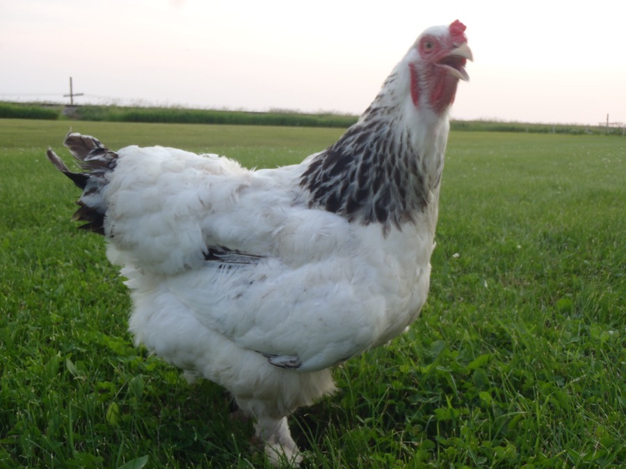 Light Brahma chicken with feathered legs