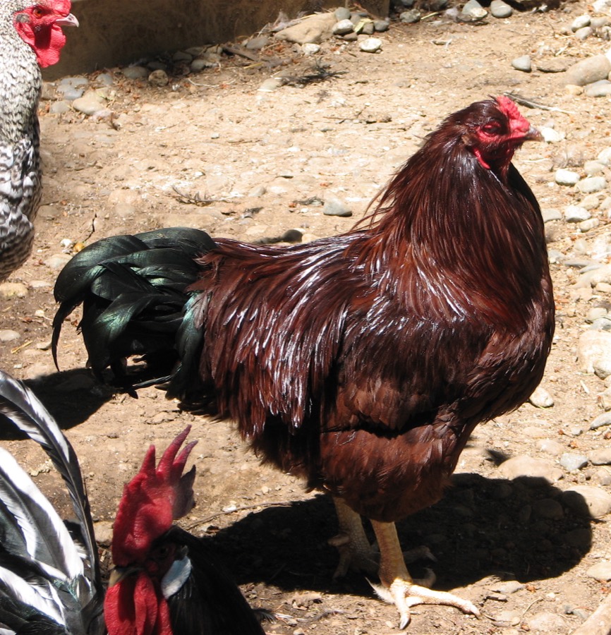 Buckeye rooster with mahogany-red plumage