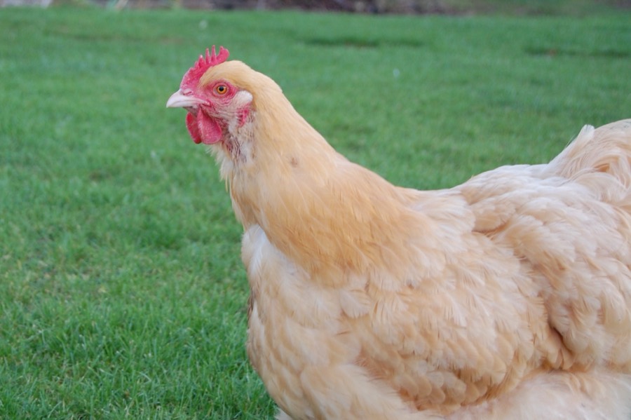 The 12 Best Cold-Hardy Chicken Breeds for Cold Winters