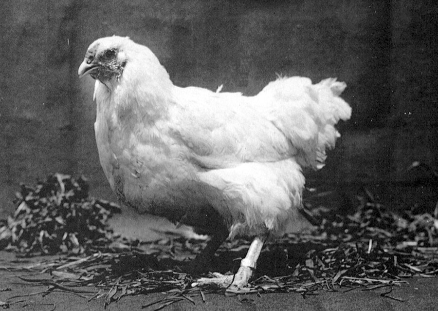 White Chantecler hen