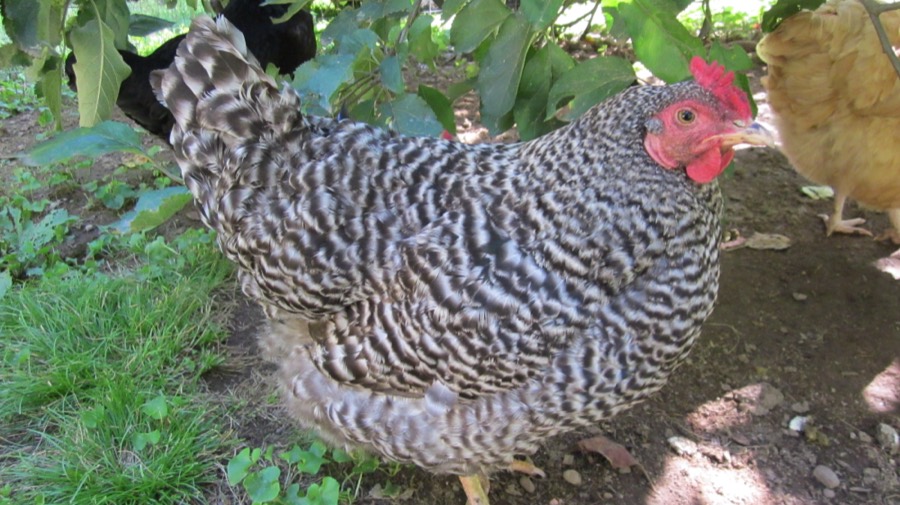 Barred Dominique hen