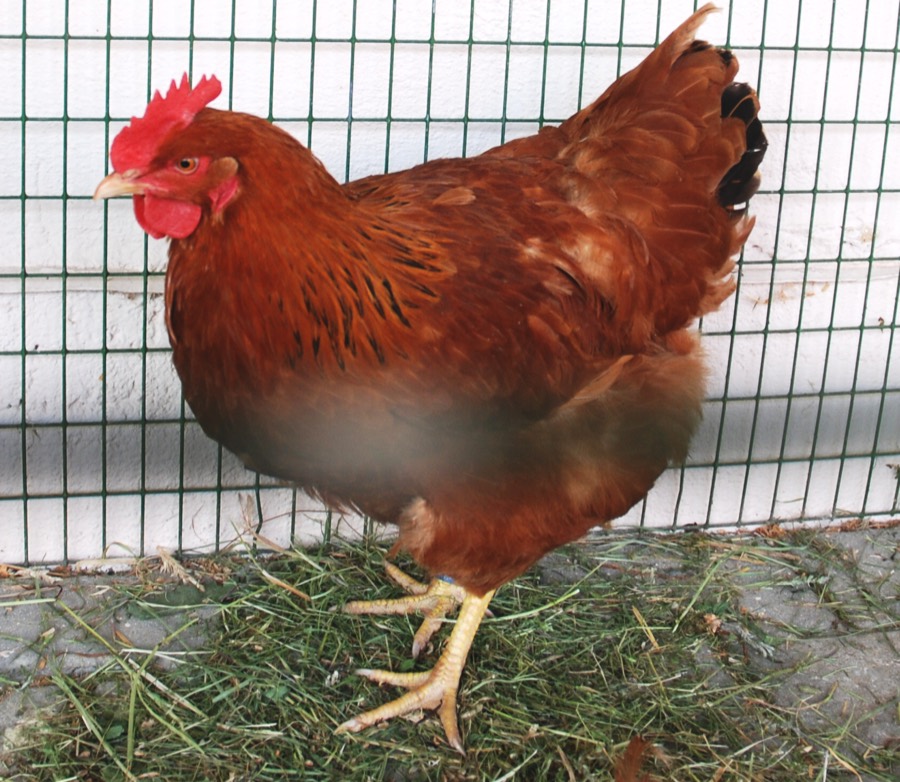 New Hampshire Red hen