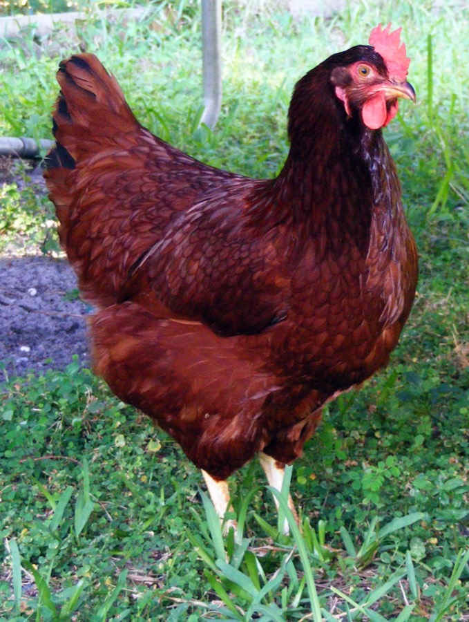 Rhode Island Red hen