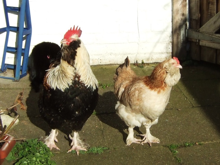 Salmon Faverolles hen with muffs and feathered feet