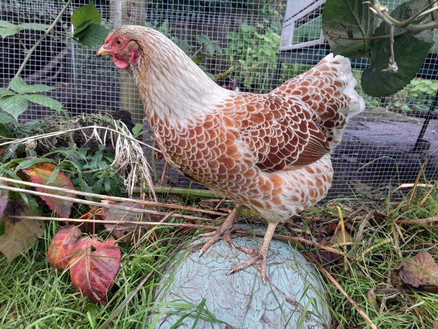 Laced Wyandotte hen